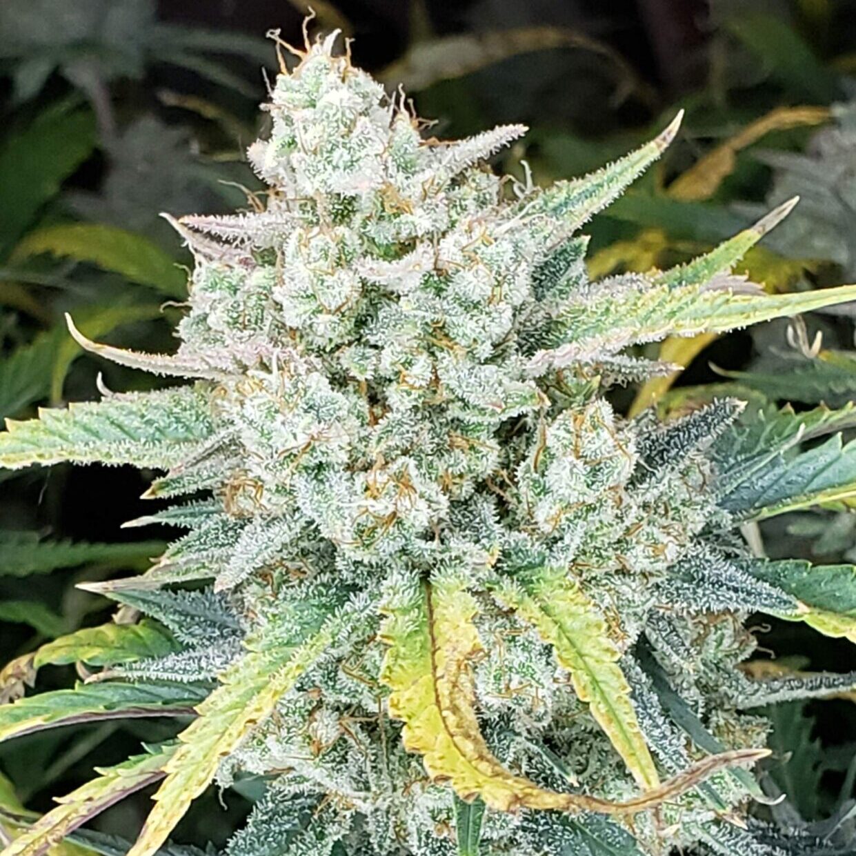 White Wedding Rbx Cannabis Flower at 222fullBuds in Samut Prakan - Weed in  Thailand