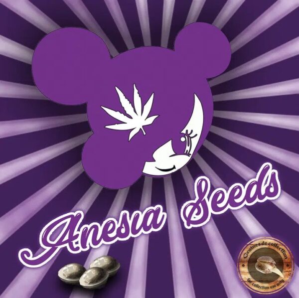 ➤AUTO RAINBOW DONUT (Anesia Seeds) Semilla Marihuana Feminizada Rápida